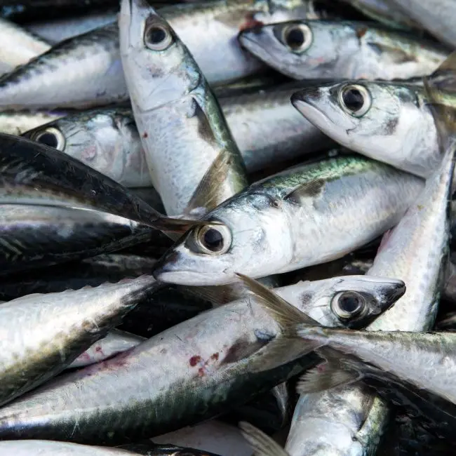 Feed probiotics for african catfish in Nigeria