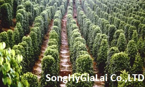 CLEAN PEPPER Manufacturer in Vietnam - Song Hy Gia Lai Co., Ltd