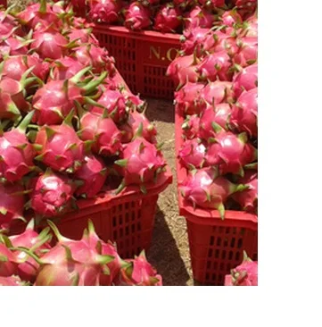 
Vietnam High Quality Fresh Dragon Fruit 2020/ Whatsapp +84 845 639 639 