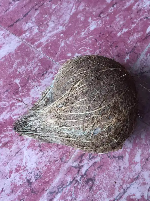 Fresh Organic Matured Coconut