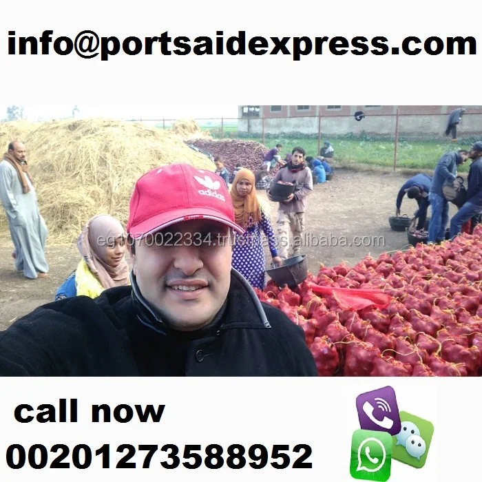dubai onion price