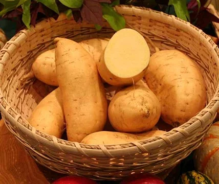 Fresh Bulky Sweet Potato for Sale