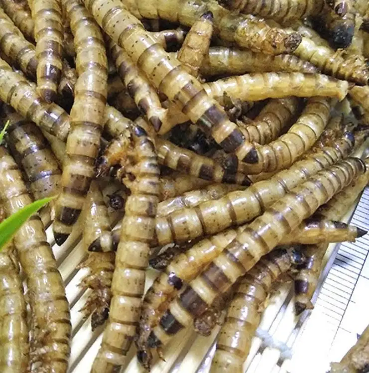Da mai chong Dried whole body Zophobas Morio Superworms for food