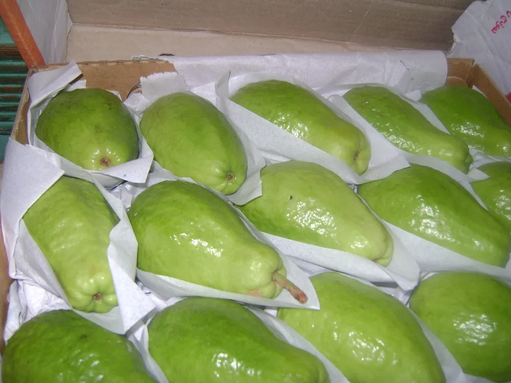 
FRESH CLASS 1 GUAVA, PREMIUM QUALITY FRESH GUAVA 