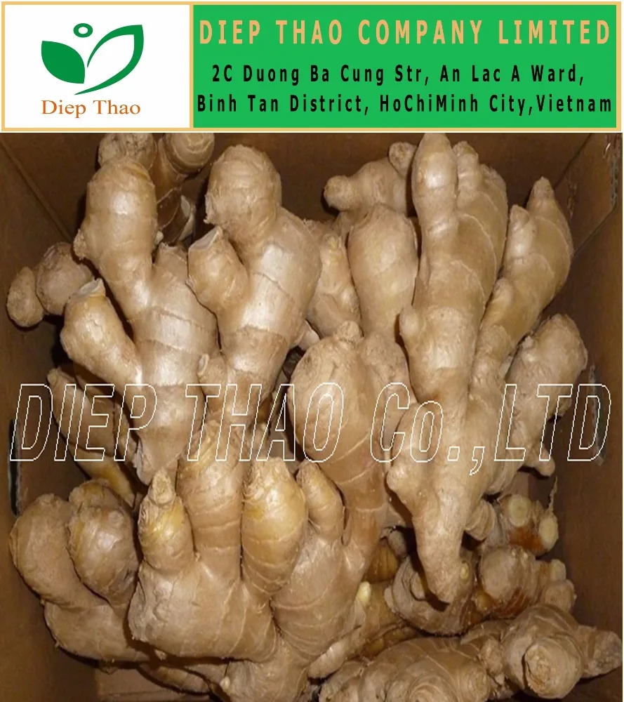 Свежий/сушеный/порошок имбиря вьетнамской фермы