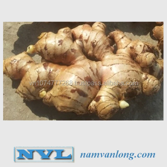  Поставка свежего имбиря/замороженного имбиря по лучшей цене