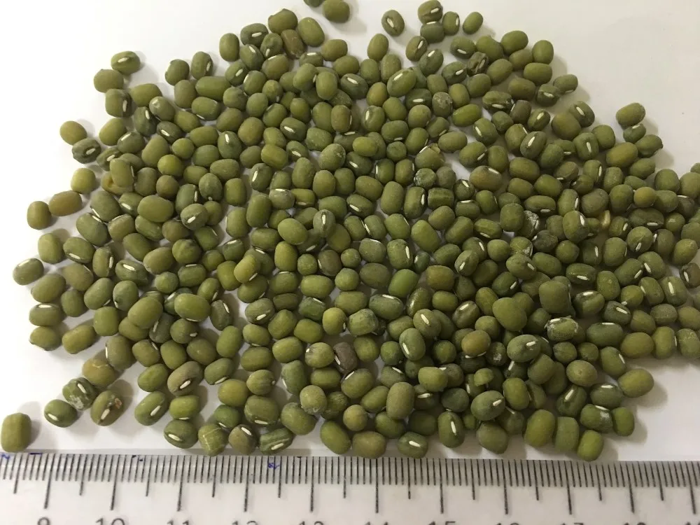 
VIETNAM GREEN MUNG BEAN 2019 