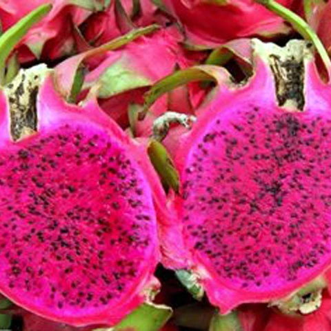 100% NATURAL SWEET TASTE DRAGON FRUIT /PITAYA /DRAGON FRUIT VIETNAM PRODUCT