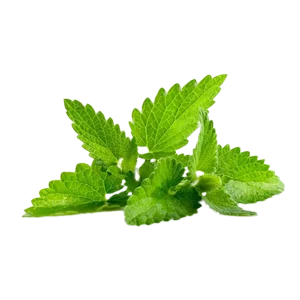 Organic Food Grade 100% Pure & Natural  Mentha Piperita Peppermint Essential Oil