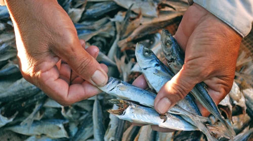 
Dried Mackerel Fish BODY BRC Piece Vacuum Pack Southern Puffer 