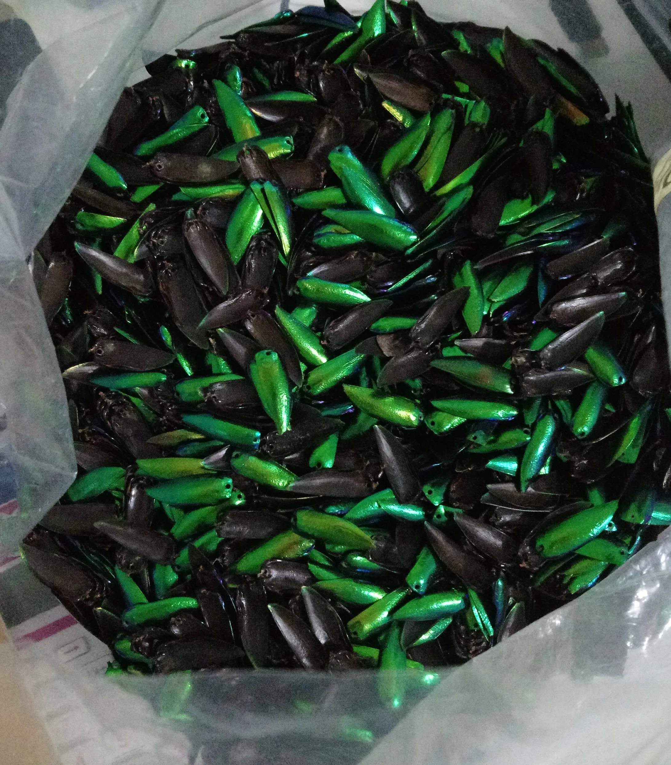 
Beetle wing jewelry component 