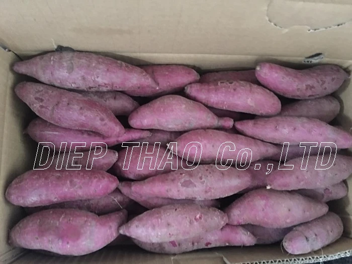 EXPORTING FRESH PURPLE YAM/ PURPLE SWEET POTATO