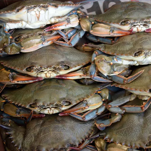 Купите свежие замороженные живые мягкие корпуса, крабы | Голубые плавательные крабы и снежные крабы на продажу