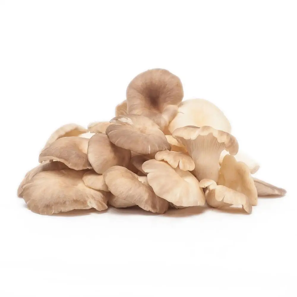 
GOOD PRICE DRIED OYSTER MUSHROOM 2021/Whatsapp +84 845 639 639 