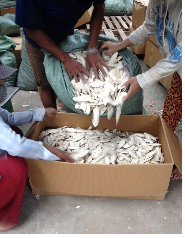 Dried Cuttlefish bone/ cuttlefish from Vietnam 2021/ Ms. Esther (WhatsApp: +84963590549)