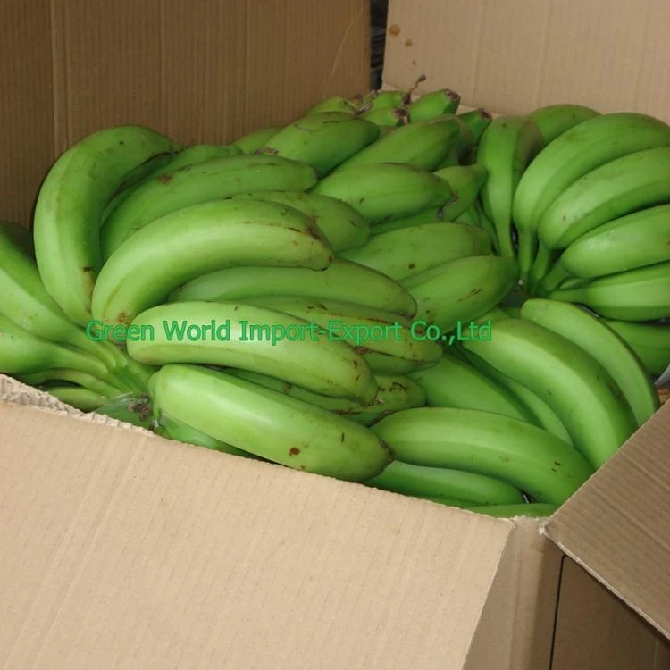 VIETNAMESE GREEN CAVENDISH BANANA WITH CHEAP PRICE