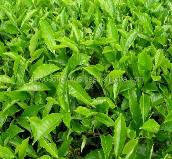 
GREEN TEA EXTRACT POWDER- VIETNAM TEA- VIETNAM FRUIT 