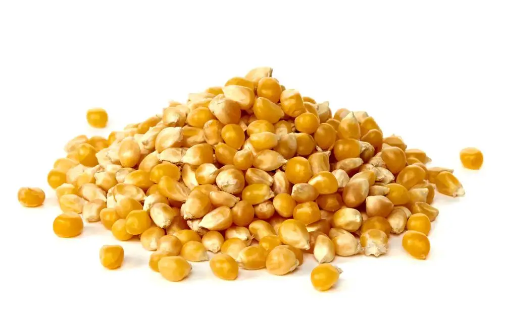 Yellow Maize For Animal Feed Grade
