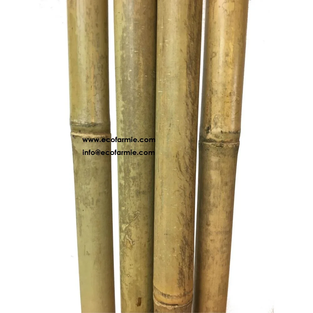Manufacturer thin thick solid large small raw cheap bamboo canes sticks poles for fence from Vietnam