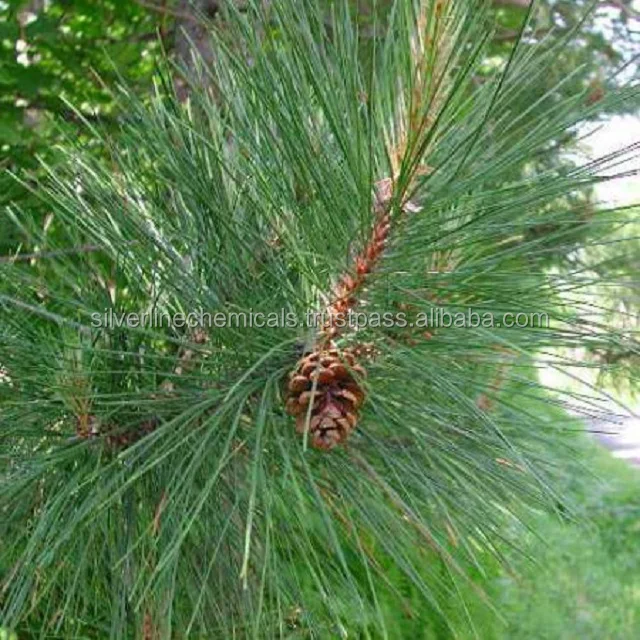 Best Quality beta pinene export