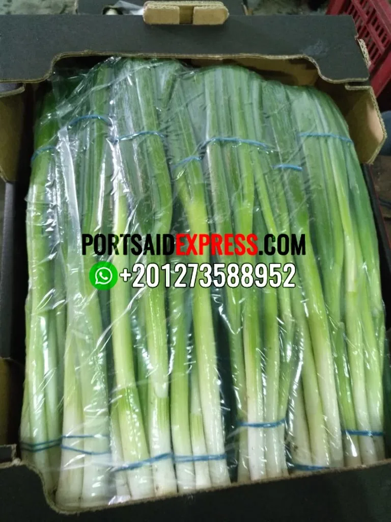 
fresh green onion , fresh spring onion BY AIR AND BY SEA 