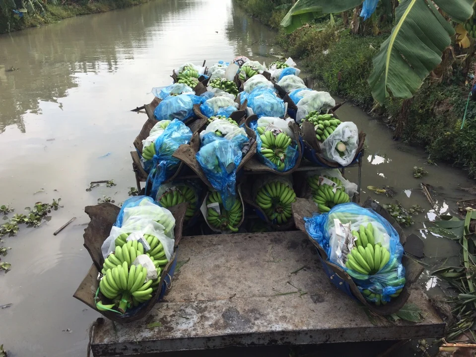  Вьетнамский свежий банан + 84984418844 whatsapp