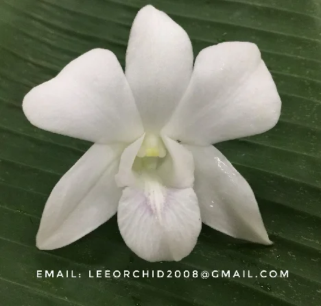  Оптовая продажа свежих больших белых тайских цветов орхидеи дендробиума Премиум качество по лучшей цене попробуйте нас!