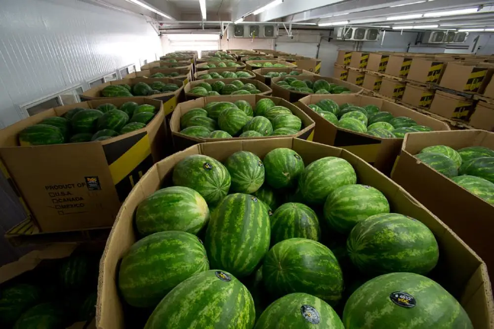 
Fresh Watermelon Export Standard with Best Price Maturity: 90%-100% 
