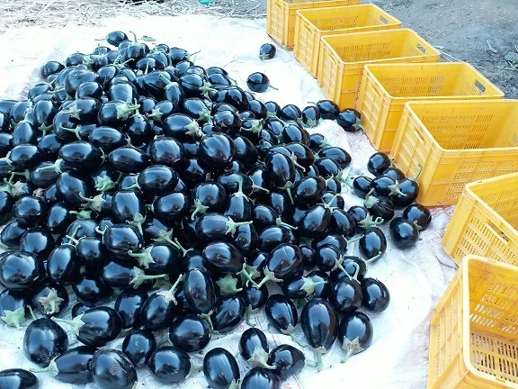 
Eggplant/Brinjal Hybrid Black Beauty F1 Seeds 