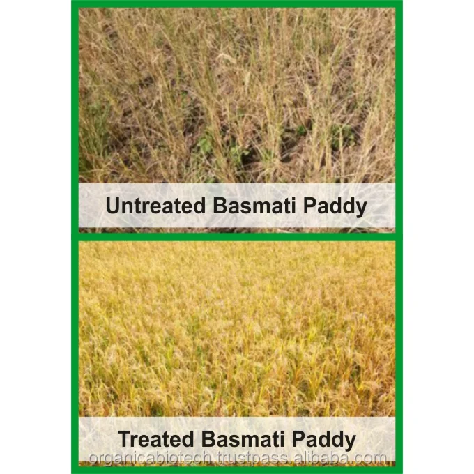 
Plant growth regulator rice fertilizer for beneficial farming 
