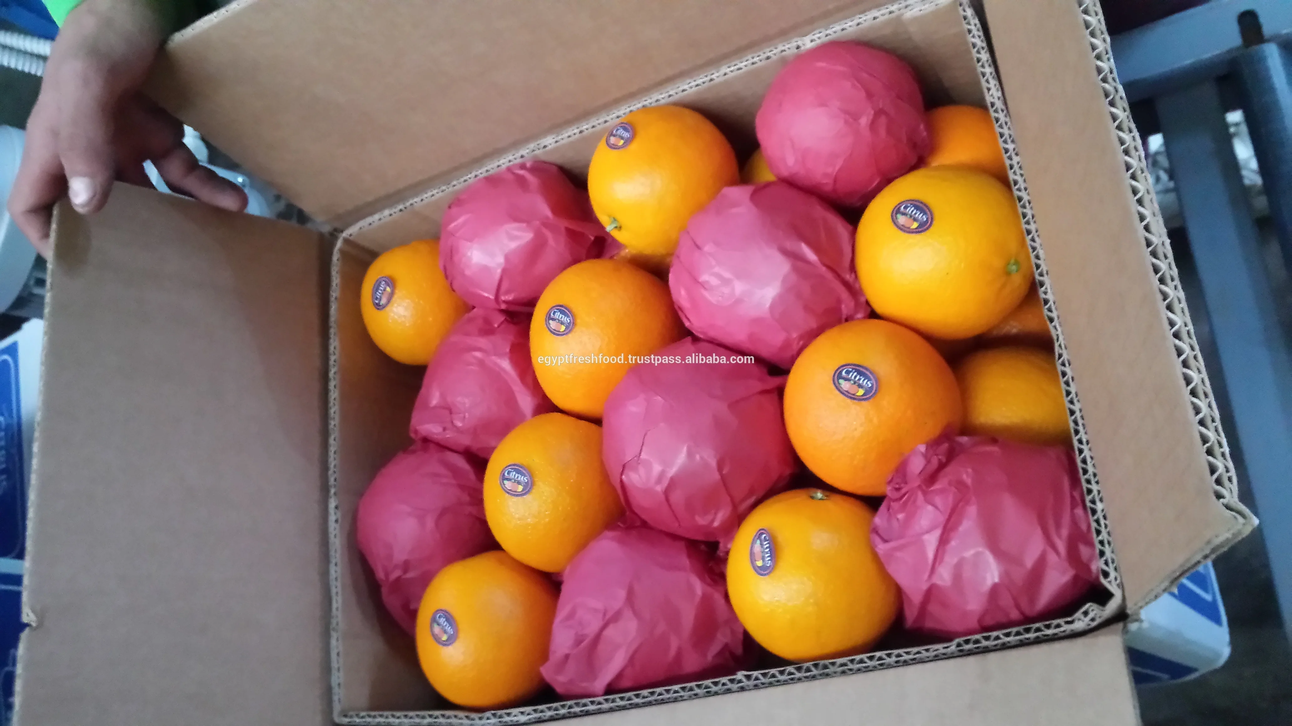 
fresh Navel Valencia oranges , Citrus from Egypt season 2020 