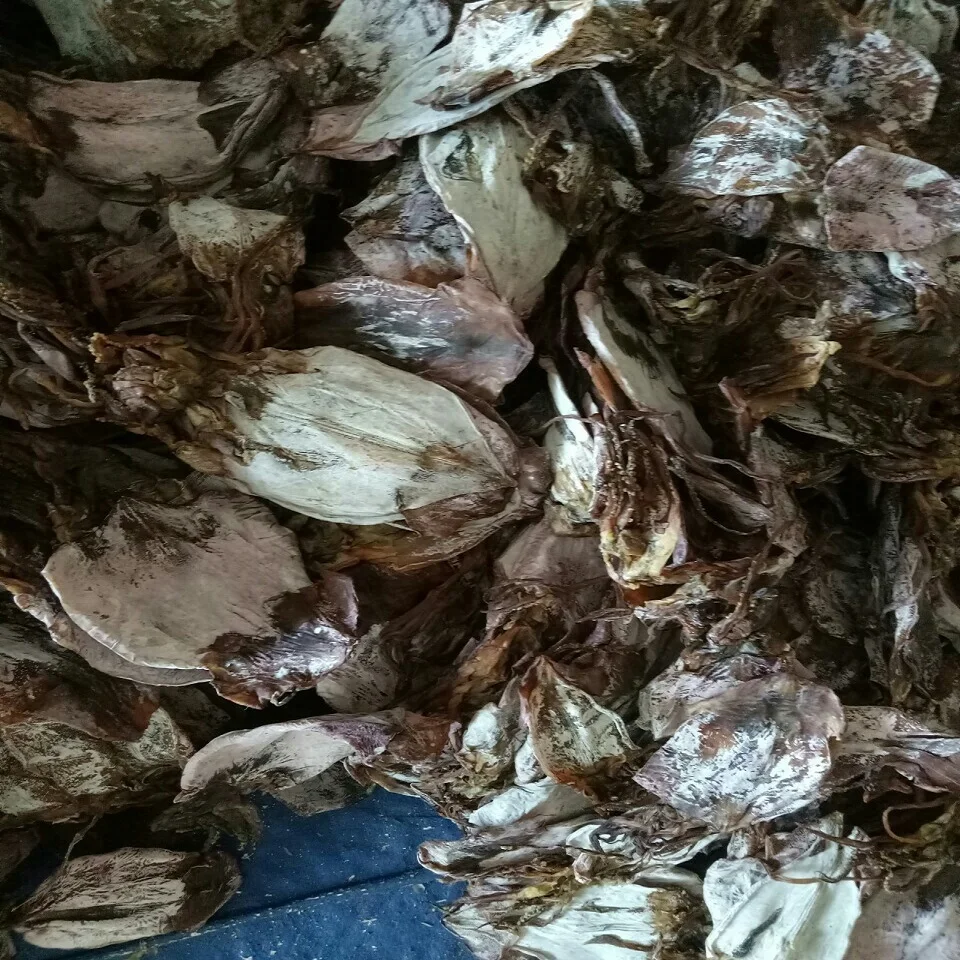 
Vietnam dried black squid lowest price 