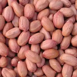 
Peanuts, Raw Peanuts for Sale at Wholesale Price 