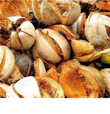 Coconut shell natural BEST QUALITY