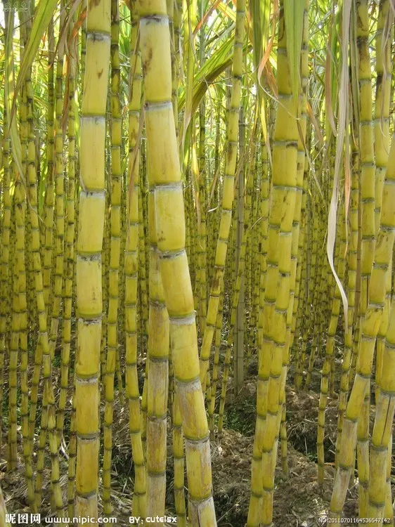 Best Supplier Sugarcane Molasses (Brix Min 75%) With Vietnamese Origin