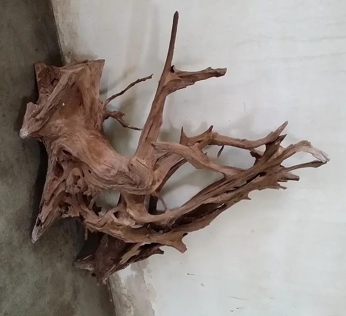 Natural Mangrove Driftwood