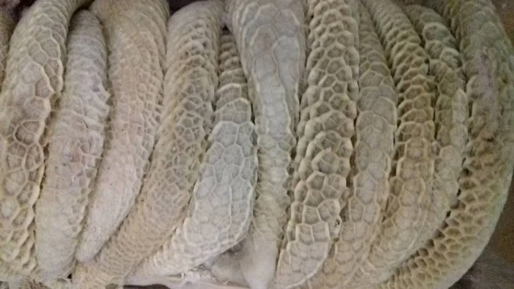 For Sell Beef Meat Honeycomb /  Frozen beef honeycomb wholesale grade AA