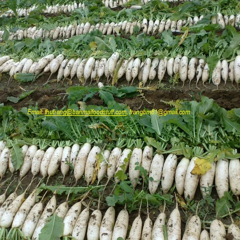 Замороженные кубики редиса из Вьетнама IQF/ломтики-хорошее качество
