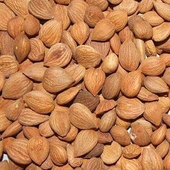 Export Natural Dried Style Bulk Raw Bitter Apricot Kernel for sale