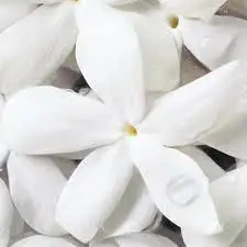Top Grade GMP Certified 100% Pure and Natural Jasmine Essential Oil