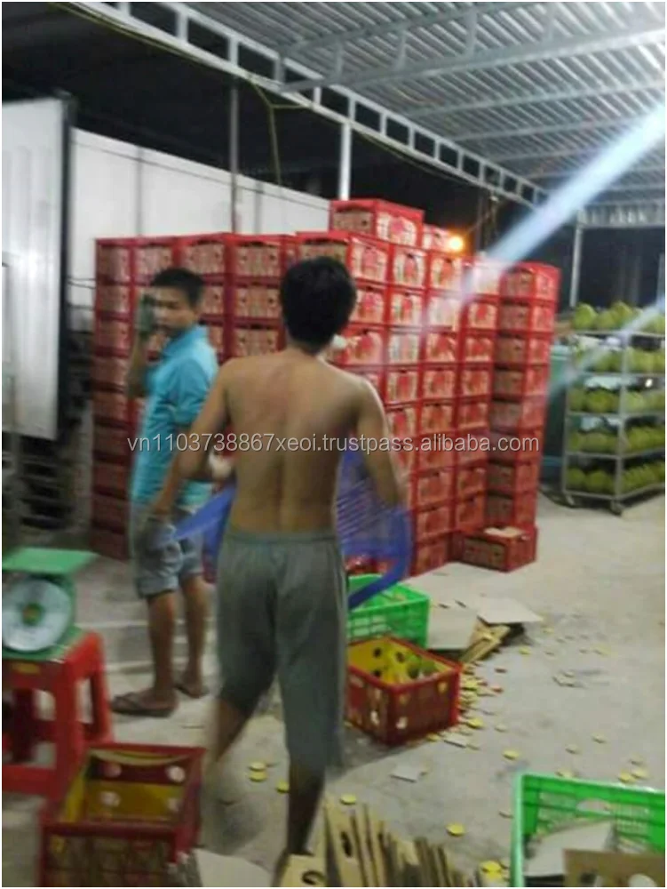 
IQF DURIAN MEAT SUPPLIERS VIETNAM in 2020 