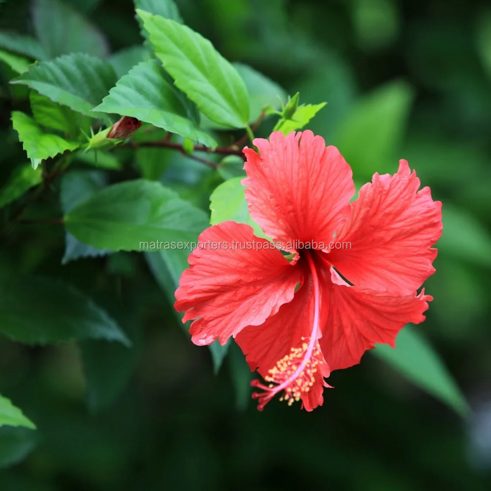 Natural Hibiscus Powder for Hair Growth bulk supplier - ---- Whatsapp : +91 73580 94554