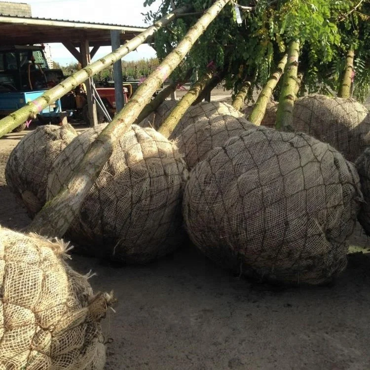 Jute Geotextile for erosion control