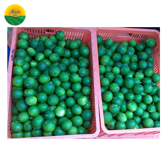LOW PRICE - SOUR SEEDLESS LEMON FROM VIET NAM