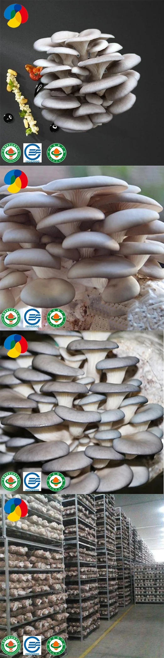 
Farm Organic Fruitwood Grey Oyster Mushroom Seeds for Oyster Mushroom Cultivation Export Price 