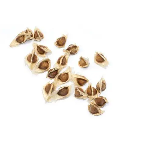 Special pkm1 moringa seeds from  india