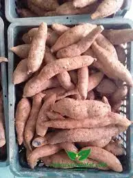VIETNAM SOFT POTATO / BATATA (WHATSAPP+84-845-639-639)