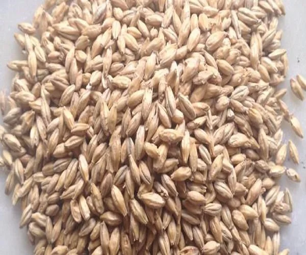100% Feed barley For Animal Feed and Human Consumption