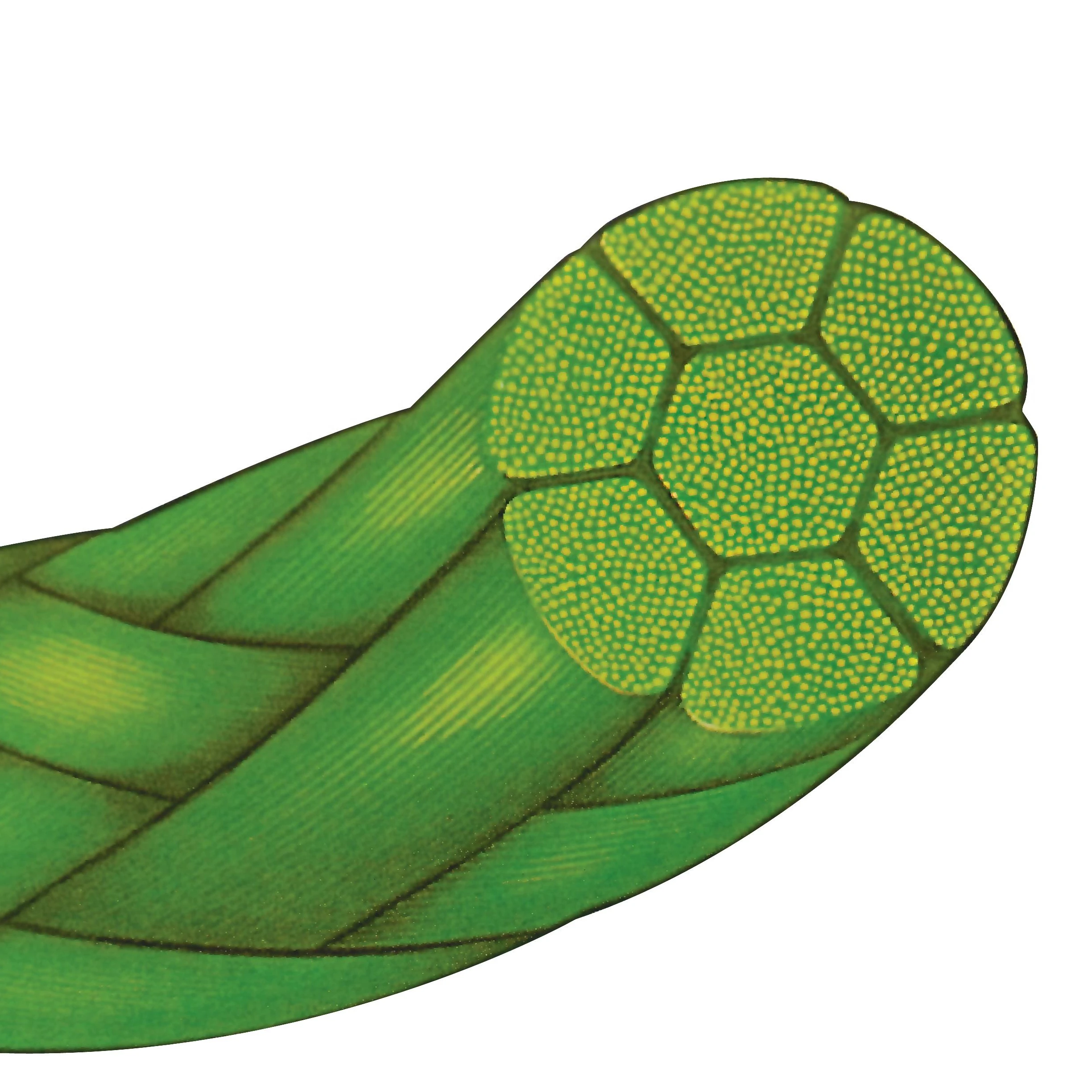 
[Suture] Sterile Polyester /LYLON/ SILK /PDO /chromic /PGCL /PGA / POLYPROPYLENE surgical sutures 