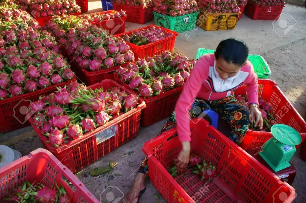 FRESH DRAGON FRUIT FROM VIETNAM  with the high quality 2020 - contact to +84 845 639 639